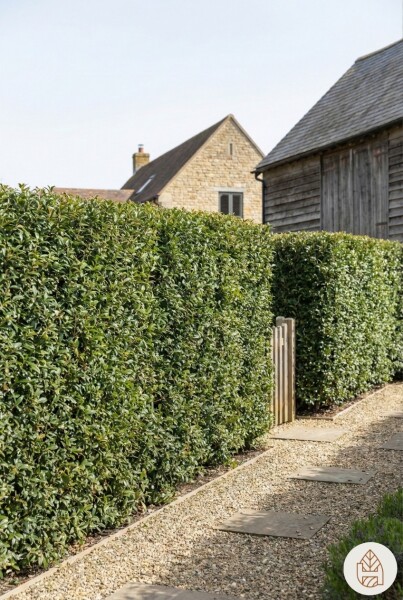 Osmanthus × burkwoodii 40-60 cm