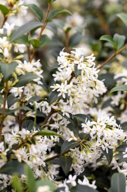 Osmanthus × burkwoodii 80-100 cm - Rotklump