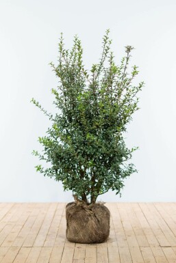 Osmanthus × burkwoodii Doftbusksläktet häck 100-125 rotboll