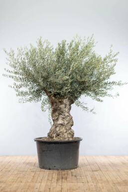 Olea europaea Olivträd bonsai 200-225 i kruka 100-120