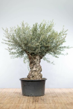 Olea europaea Olivträd bonsai 200-225 i kruka 100-120 Olea europaea 200-225 cm