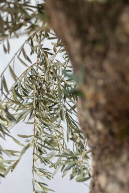 Olea europaea Olivträd bonsai 175-200 i kruka 30-40