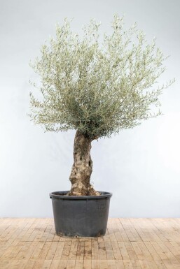 Olea europaea Olivträd bonsai 175-200 i kruka 40-60