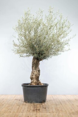 Olea europaea Olivträd bonsai 175-200 i kruka 40-60 Olea europaea 175-200 cm