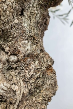 Olea europaea 175-200 cm
