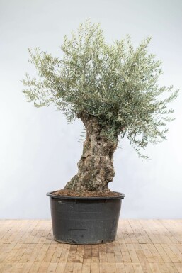 Olea europaea Olivträd bonsai 200-225 i kruka 80-100 Olea europaea 200-225 cm