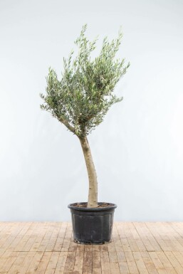 Olea europaea 175-200 cm