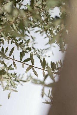 Olea europaea Olivträd knöliga 175-200 i kruka 30-40