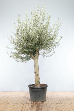 Olea europaea Olivträd knöliga 200-225 i kruka 40-50 Olea europaea 200-225 cm