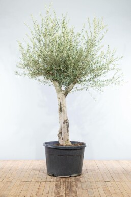 Olea europaea 200-225 cm
