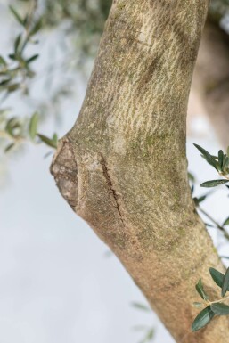 Olea europaea Olivträd knöliga 200-225 i kruka 50-60