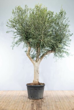 Olea europaea Olivträd knöliga 200-225 i kruka 60-70 Olea europaea 200-225 cm