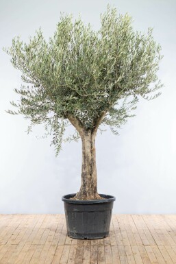 Olea europaea Olivträd knöliga 175-200 i kruka 30-40