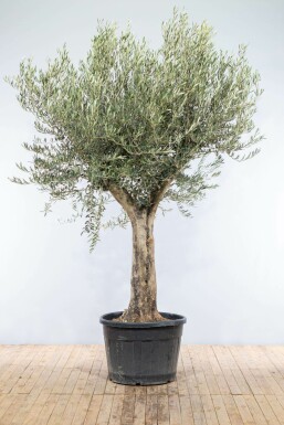 Olea europaea Olivträd knöliga 175-200 i kruka 30-40 Olea europaea 175-200 cm