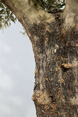 Olea europaea 175-200 cm