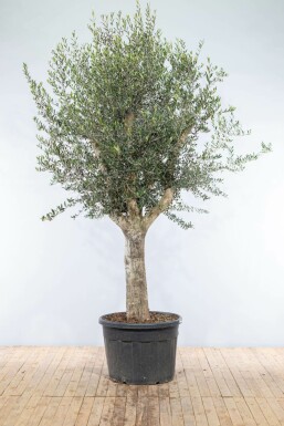 Olea europaea Olivträd knöliga 200-225 i kruka 40-50 Olea europaea 200-225 cm