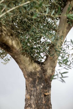 Olea europaea Olivträd knöliga 200-225 i kruka 40-50