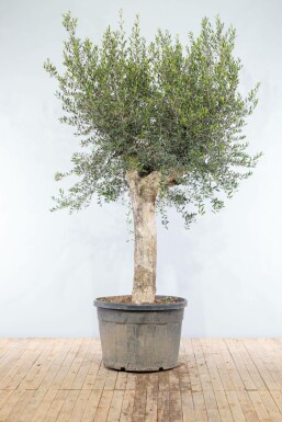 Olea europaea Olivträd knöliga 200-225 i kruka 50-60 Olea europaea 200-225 cm