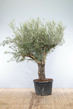 Olea europaea Olivträd knöliga 200-225 i kruka 60-70 Olea europaea 200-225 cm