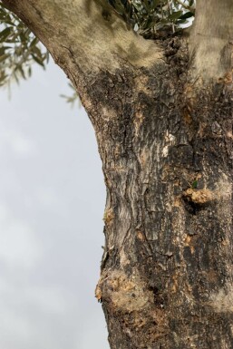 Olea europaea Olivträd knöliga 200-225 i kruka 60-70
