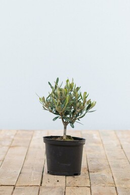 Olea europaea 20-30 cm