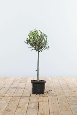 Olea europaea 40-60 cm