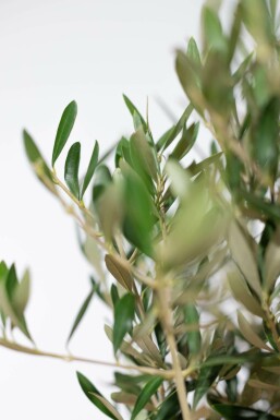 Olea europaea 40-60 cm