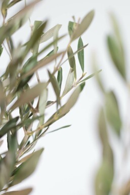Olea europaea 40-60 cm