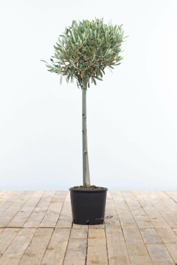 Olea europaea 80-100 cm