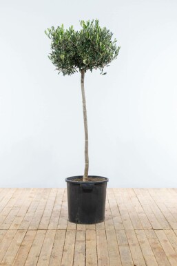 Olea europaea 150-175 cm