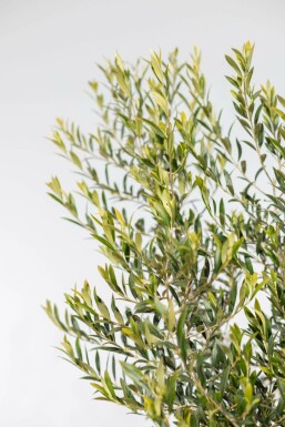 Olea europaea Olivträd på stam 150-175 i kruka 10-15