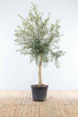 Olea europaea Olivträd på stam 150-175 i kruka 15-20 Olea europaea 150-175 cm