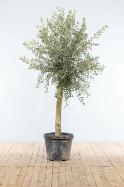 Olea europaea Olivträd på stam 150-175 i kruka 20-30 Olea europaea 150-175 cm