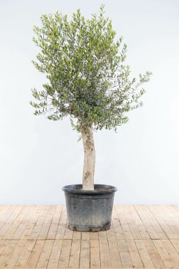 Olea europaea Olivträd på stam 175-200 i kruka 30-40