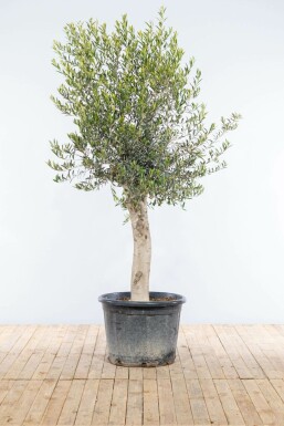 Olea europaea Olivträd på stam 175-200 i kruka 30-40 Olea europaea 175-200 cm