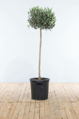 Olea europaea 125-150 cm