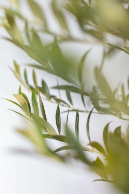 Olea europaea 125-150 cm