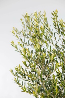 Olea europaea 125-150 cm