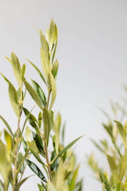 Olea europaea 125-150 cm