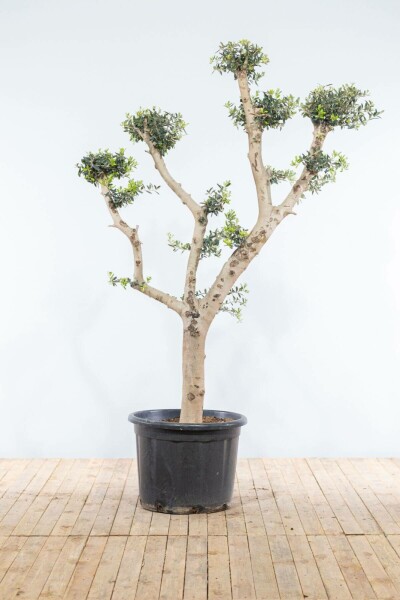 Olea europaea Olivträd pom pom 175-200 i kruka 20-30 Olea europaea 175-200 cm