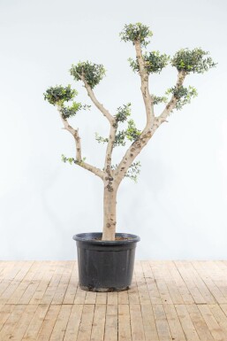 Olea europaea Olivträd pom pom 175-200 i kruka 20-30 Olea europaea 175-200 cm