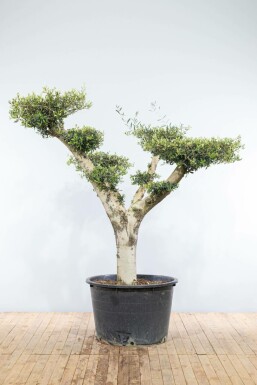 Olea europaea Olivträd pom pom 175-200 i kruka 30-40