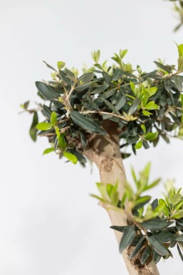 Olea europaea 175-200 cm