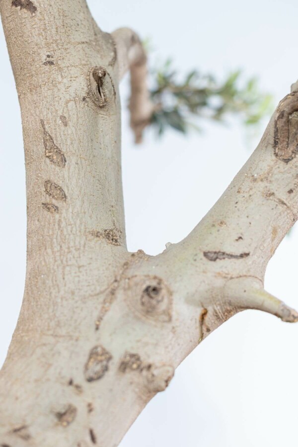 Olea europaea Olivträd pom pom 175-200 i kruka 30-40 Olea europaea 175-200 cm