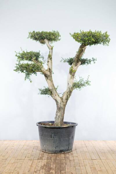 Olea europaea Olivträd pom pom 200-225 i kruka 50-60 Olea europaea 200-225 cm
