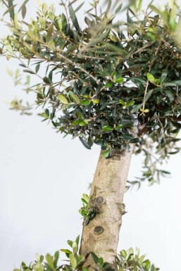 Olea europaea 200-225 cm