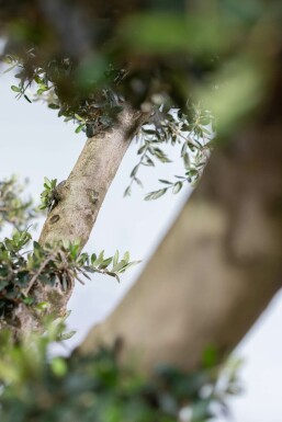 Olea europaea 200-225 cm