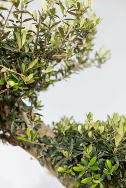 Olea europaea 200-225 cm