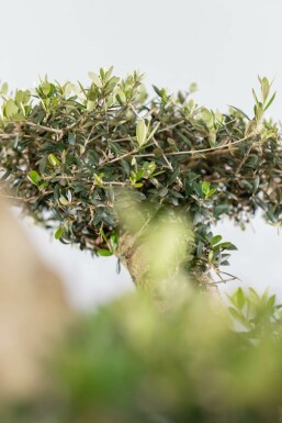 Olea europaea 200-225 cm