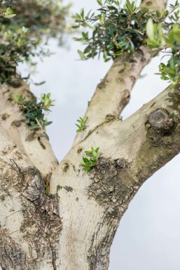 Olea europaea 200-225 cm